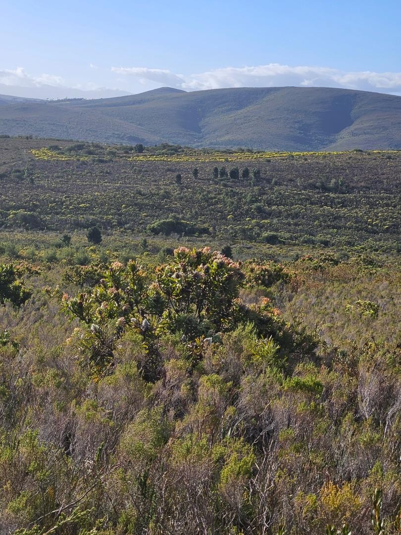 Commercial Property for Sale in Baardskeerdersbos Western Cape